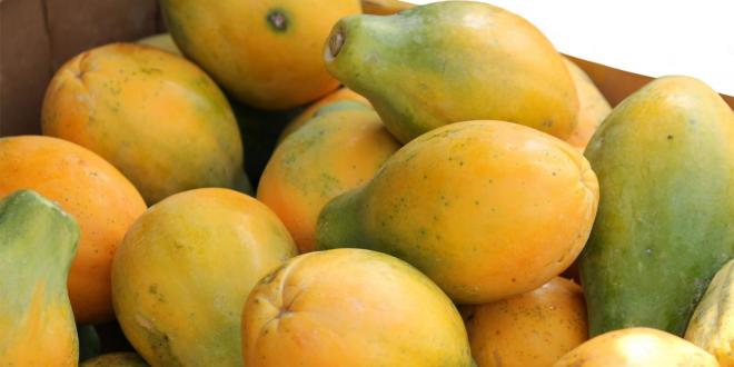 bunch of papaya fruit
